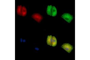 ABIN7096887 and ABIN7100953 staining  cells by IF/ICC. (C21orf91 anticorps)