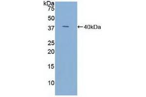 Detection of Recombinant TFF3, Human using Polyclonal Antibody to Trefoil Factor 3 (TFF3) (TFF3 anticorps  (AA 22-80))
