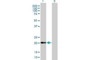 Western Blot analysis of CLDN15 expression in transfected 293T cell line by CLDN15 MaxPab polyclonal antibody. (Claudin 15 anticorps  (AA 1-228))