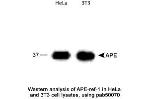Image no. 1 for anti-Apurinic/Apyrimidinic Endonuclease 1 (APEX1) antibody (ABIN363379) (APEX1 anticorps)