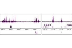 Ring1B antibody (mAb) tested by ChIP-chip.