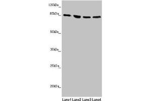 Western blot All lanes: MFN1 antibody at 1. (MFN1 anticorps  (AA 622-741))