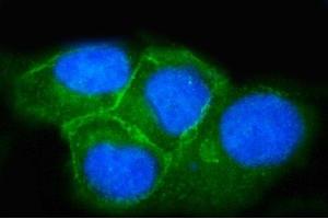 IF analysis of SNAP23 using anti-SNAP23 antibody (ABIN7599089). (SNAP23 anticorps  (AA 1-211))