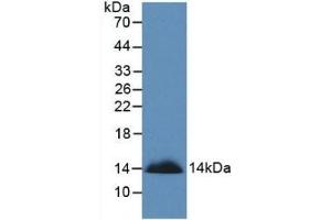 Detection of Recombinant SEMA3A, Human using Monoclonal Antibody to Semaphorin 3A (SEMA3A) (SEMA3A anticorps  (AA 580-664))