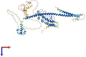 AlphaFold protein structure predicition of Mouse Recombinant Anks3 Protein, UniprotID Q9CZK6