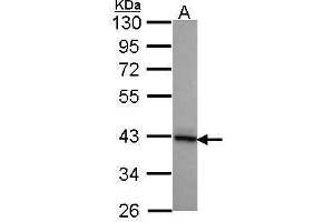 WB Image Sample (30 ug of whole cell lysate) A: A431 , 10% SDS PAGE DNAJB2 antibody antibody diluted at 1:1000 (DNAJB2 anticorps  (Center))