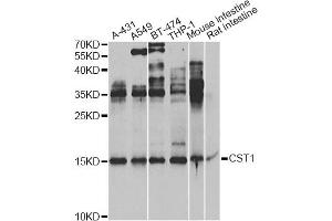 Western blot analysis of extracts of various cell lines, using CST1 Antibody. (CST1 anticorps)