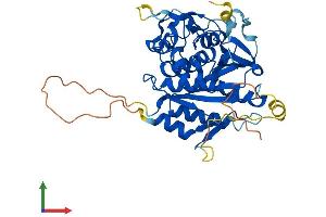 AlphaFold protein structure predicition of Mouse Recombinant Atg4b Protein, UniprotID Q8BGE6