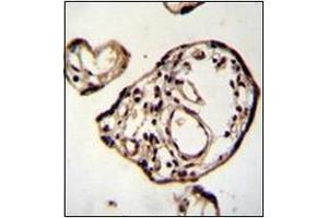 Immunohistochemistry analysis in formalin fixed and paraffin embedded human placenta tissue reacted with PM20D2 Antibody (C-term) followed which was peroxidase conjugated to the secondary antibody and followed by DAB staining. (PM20D2 anticorps  (C-Term))