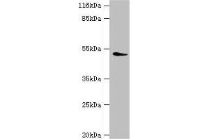 Western blot All lanes: DRD5 antibody at 2 μg/mL + Mouse brain tissue Secondary Goat polyclonal to rabbit IgG at 1/10000 dilution Predicted band size: 53 kDa Observed band size: 53 kDa (DRD5 anticorps  (AA 361-477))