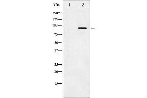 Western blot analysis of IKK- beta phosphorylation expression in TNF-a treated HeLa whole cell lysates,The lane on the left is treated with the antigen-specific peptide. (IKBKB anticorps  (pTyr199))