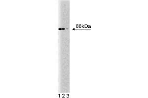 Western blot analysis of Nup88 on a HeLa cell lysate (Human cervical epitheloid carcinoma, ATCC CCL-2. (NUP88 anticorps  (AA 314-425))