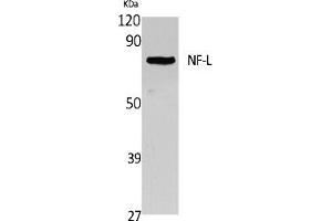 Western Blot analysis of extracts from Jurkat cells, using NF-L Polyclonal Antibody.