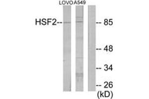 Western blot analysis of extracts from LOVO/A549 cells, using HSF2 Antibody. (HSF2 anticorps  (AA 401-450))