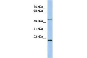 Image no. 1 for anti-Kruppel-Like Factor 15 (KLF15) (AA 215-264) antibody (ABIN6742232) (KLF15 anticorps  (AA 215-264))