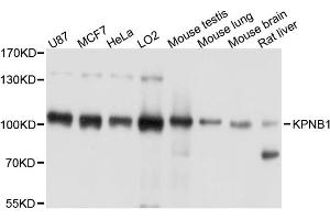 Western blot analysis of extracts of various cell lines, using KPNB1 antibody. (KPNB1 anticorps)