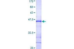 Image no. 1 for Tripartite Motif Containing 28 (TRIM28) (AA 379-524) protein (GST tag) (ABIN1323645)