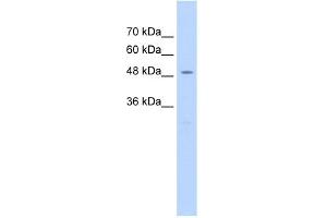 WB Suggested Anti-RAD23A Antibody Titration:  2. (RAD23A anticorps  (Middle Region))