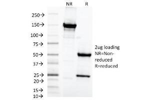 SDS-PAGE Analysis Purified MAML2 Monoclonal Antibody (MAML2/1302).