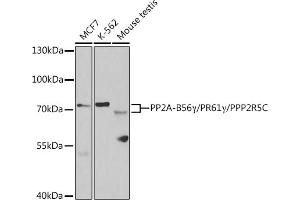 Western blot analysis of extracts of various cell lines, using PP2A-B56γ/PR61γ/PP2A-B56γ/PR61γ/PPP2R5C antibody (ABIN6132514, ABIN6146095, ABIN6146096 and ABIN6221146) at 1:1000 dilution. (PPP2R5C anticorps  (AA 1-320))
