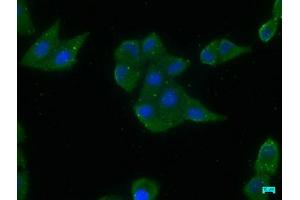 Immunofluorescence staining of Hela cells with ABIN7156695 at 1:200, counter-stained with DAPI.