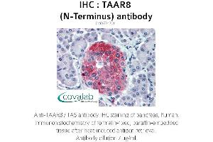 Image no. 2 for anti-Trace Amine Associated Receptor 8 (TAAR8) (Extracellular Domain), (N-Term) antibody (ABIN1739867) (Trace Amine Associated Receptor 8 (TAAR8) (Extracellular Domain), (N-Term) anticorps)