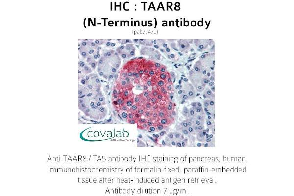 Trace Amine Associated Receptor 8 (TAAR8) (Extracellular Domain), (N-Term) anticorps