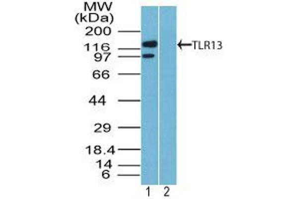 TLR13 Antikörper  (AA 800-850)