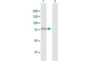 Western Blot analysis of PCSK9 expression in transfected 293T cell line by PCSK9 MaxPab polyclonal antibody.
