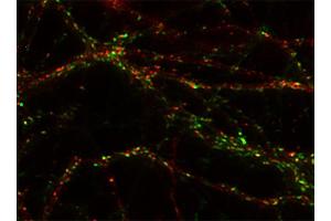 Indirect immunostaining of PFA fixed rat hippocampus neurons with anti-homer 1b/c (dilution 1 : 500; red) and mouse anti-synapsin 1 (cat. (Homer 1b/c (AA 152-354) anticorps)