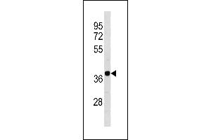 Mouse Camk1d Antibody (N-term) (ABIN1881135 and ABIN2843273) western blot analysis in 293 cell line lysates (35 μg/lane). (CAMK1D anticorps  (N-Term))