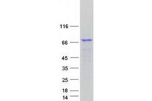 Validation with Western Blot (GPSM2 Protein (Myc-DYKDDDDK Tag))