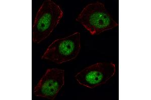 Fluorescent image of U251 cell stained with ARGBP2 Antibody (N-term). (Sorbs2 anticorps  (N-Term))