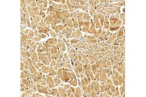 IHC analysis of Cryptochrome 2/CRY2 using anti-Cryptochrome 2/CRY2 antibody (ABIN3042760).
