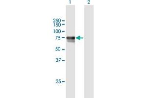Western Blot analysis of DBH expression in transfected 293T cell line by DBH MaxPab polyclonal antibody. (DBH anticorps  (AA 1-603))