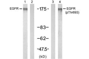 Western blot analysis of extracts from A431 cells untreated or treated with EGF (200ng/ml, 5min), using EGFR (Ab-693) antibody (E021194, Lane 1 and 2) and EGFR (phospho-Thr693) antibody (E011187, Lane 3 and 4). (EGFR anticorps)