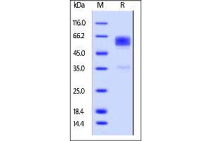 Cynomolgus TIM-3, Fc Tag on  under reducing (R) condition.