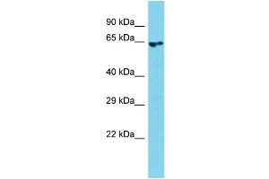 anti-rho Guanine Nucleotide Exchange Factor (GEF) 4 (ARHGEF4) (N-Term) antibody
