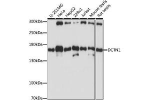 Western blot analysis of extracts of various cell lines, using DCTN1 antibody (ABIN3022541, ABIN3022542, ABIN3022543 and ABIN6218891) at 1:1000 dilution. (Dynactin 1 anticorps  (AA 945-1139))