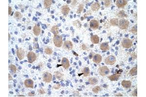 OR13C9 antibody was used for immunohistochemistry at a concentration of 4-8 ug/ml to stain Neural cells (arrows) in Human Brain. (OR13C9 anticorps  (Middle Region))