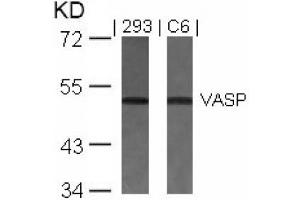 Image no. 2 for anti-Vasodilator-Stimulated phosphoprotein (VASP) (Ser157) antibody (ABIN197436) (VASP anticorps  (Ser157))