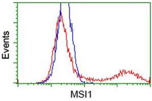 HEK293T cells transfected with either RC215992 overexpress plasmid (Red) or empty vector control plasmid (Blue) were immunostained by anti-MSI1 antibody (ABIN2454113), and then analyzed by flow cytometry. (MSI1 anticorps)