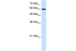 WB Suggested Anti-NR4A3 Antibody Titration:  0. (NR4A3 anticorps  (Middle Region))