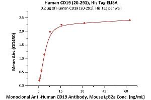 Immobilized Human CD19 (20-291), His Tag (ABIN5674620,ABIN6253679) at 5 μg/mL (100 μL/well) can bind FMC63 with a linear range of 0. (CD19 Protein (AA 20-291) (His tag))
