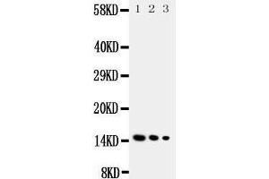 Western Blotting (WB) image for anti-Interleukin 3 (IL-3) (AA 119-140), (N-Term) antibody (ABIN3044140) (IL-3 anticorps  (N-Term))