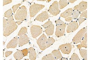 ABIN6262152 and ABIN6277633 at 1/100 staining Mouse muscle tissue by IHC-P. (HAX1 anticorps  (C-Term))