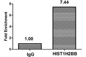 Chromatin Immunoprecipitation Hela (4*10 6 ) were treated with Micrococcal Nuclease, sonicated, and immunoprecipitated with 8 μg anti-HIST1H2BB (ABIN7139166) or a control normal rabbit IgG.