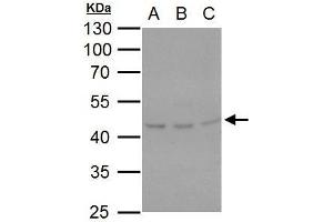 WB Image HSP47 antibody [N2C2], Internal detects HSP47 protein by western blot analysis.