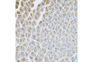 Immunohistochemistry of paraffin-embedded mouse stomach using AP1M2 antibody.