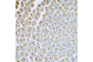 Immunohistochemistry of paraffin-embedded mouse stomach using AP1M2 antibody. (AP1m2 anticorps  (AA 164-423))